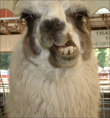 Obama has  90 minute conversation with Putin Alpaca%2Bface.bitmap