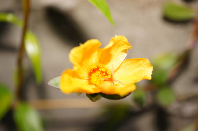 Image of a portulaca flower, shot with a sony nex 5n and 30mm macro