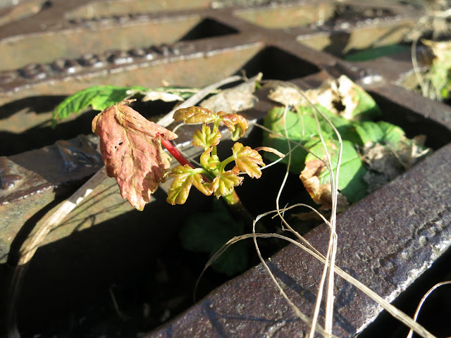 Sycamore tree with new, scrumpled leaves growing out through the grid of a drain in a kerb.