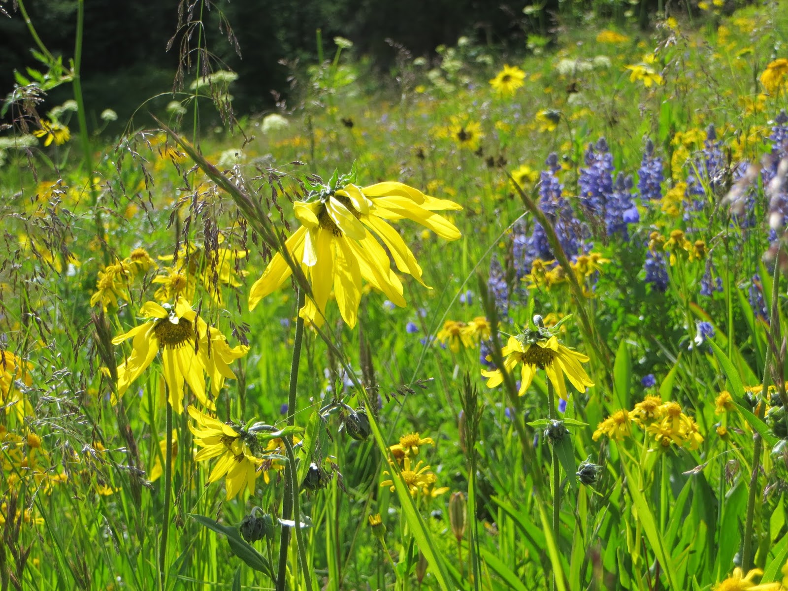 COHorts Colorado Native Plant Society annual conference