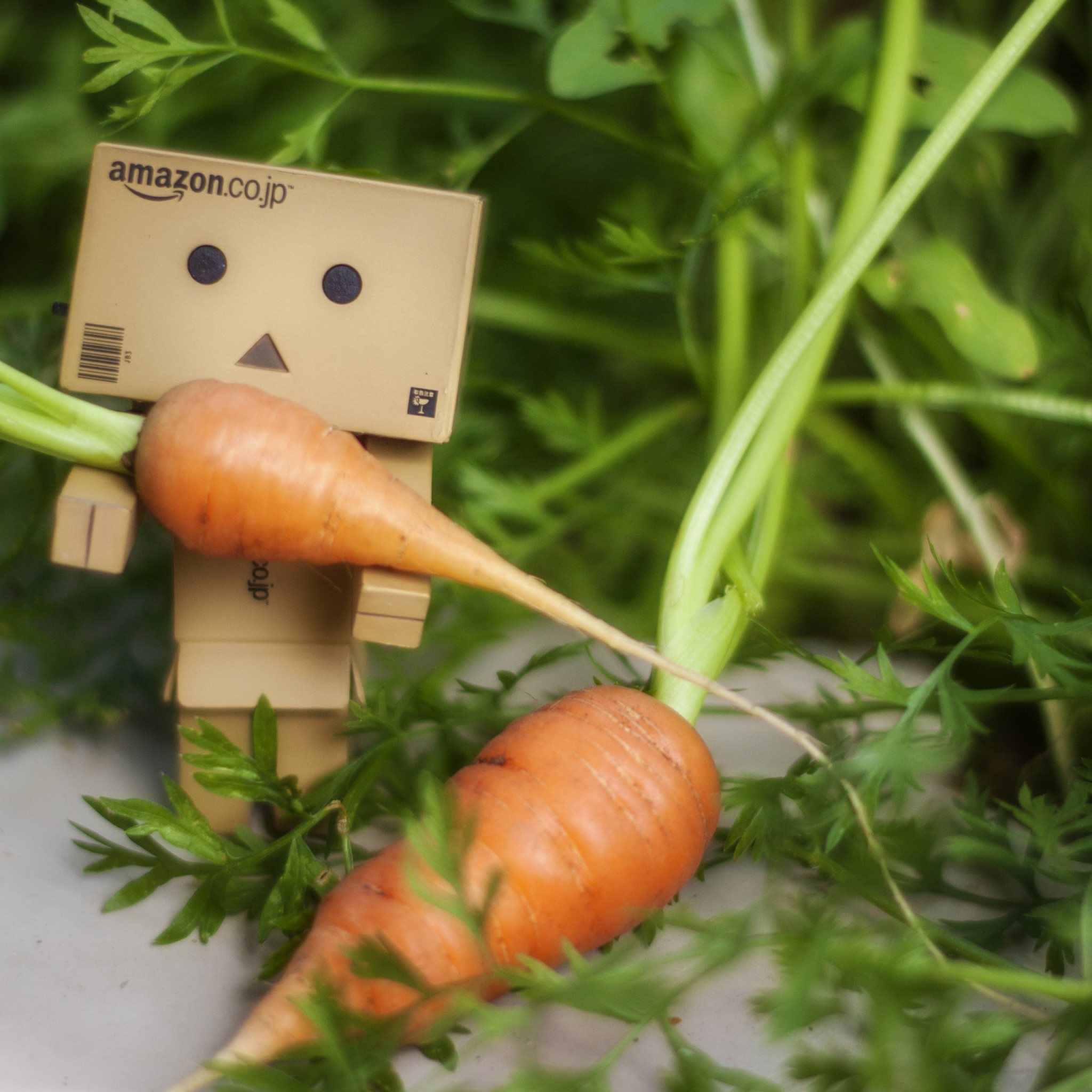 Danbo and the carrots for iPad: 2048x2048 (compatible with any iPad ...