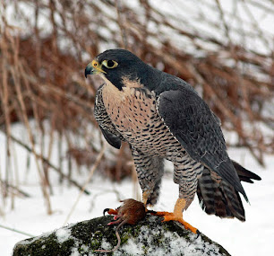 Peregrine falcon