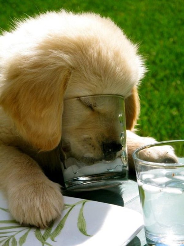 cute sleeping puppies, puppy falls asleep while drinking from glass