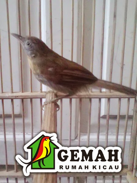 Featured image of post Makanan Burung Jenggot Mini Audio burung cucak jenggot gacor adalah salah satu dari variasi yang akan kita angkat pada tema kita kali ini