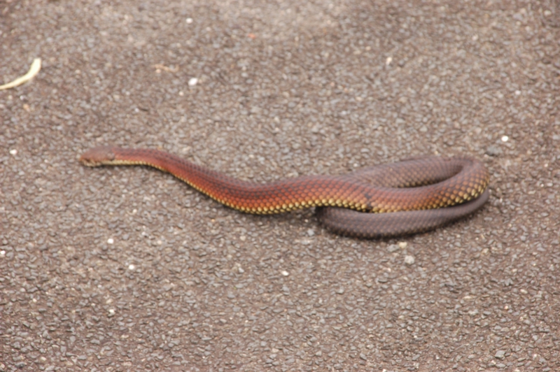 The Nature of Robertson A stunningly beautiful Copperhead Snake