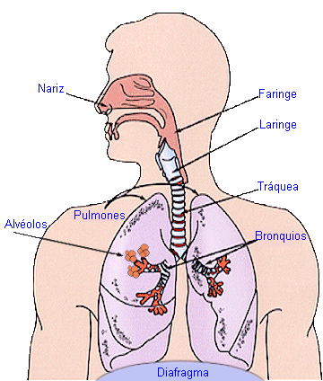 COUSAS DE NENOS: APARATO RESPIRATORIO