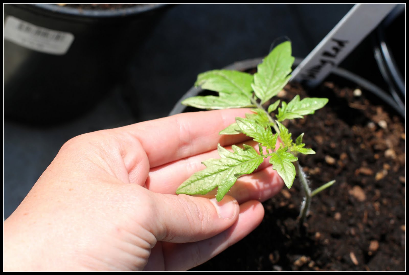 Hardening Off Desperate Gardener