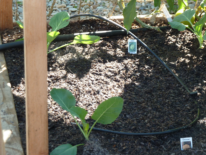 Gidget's Garden: It's busy time in a San Diego garden