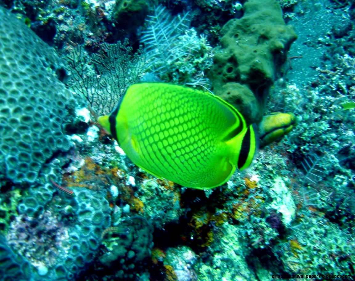 Beautiful Fish Beautiful Fish