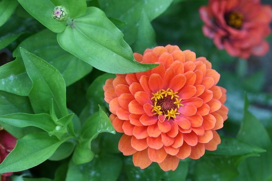 [Image: nasa-trong-hoa-cuc-ngu-sac-trong-vu-tru-3.jpg]