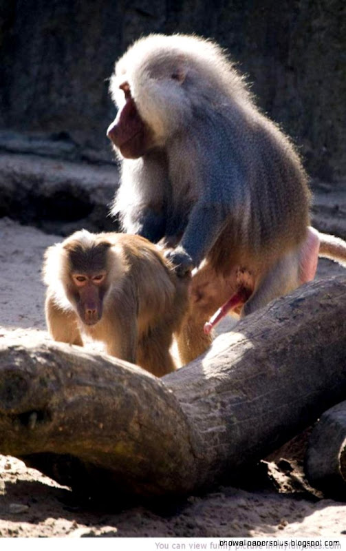 Ready To Rock Roll funny animal memes Ready To Rock Roll funny animal memes