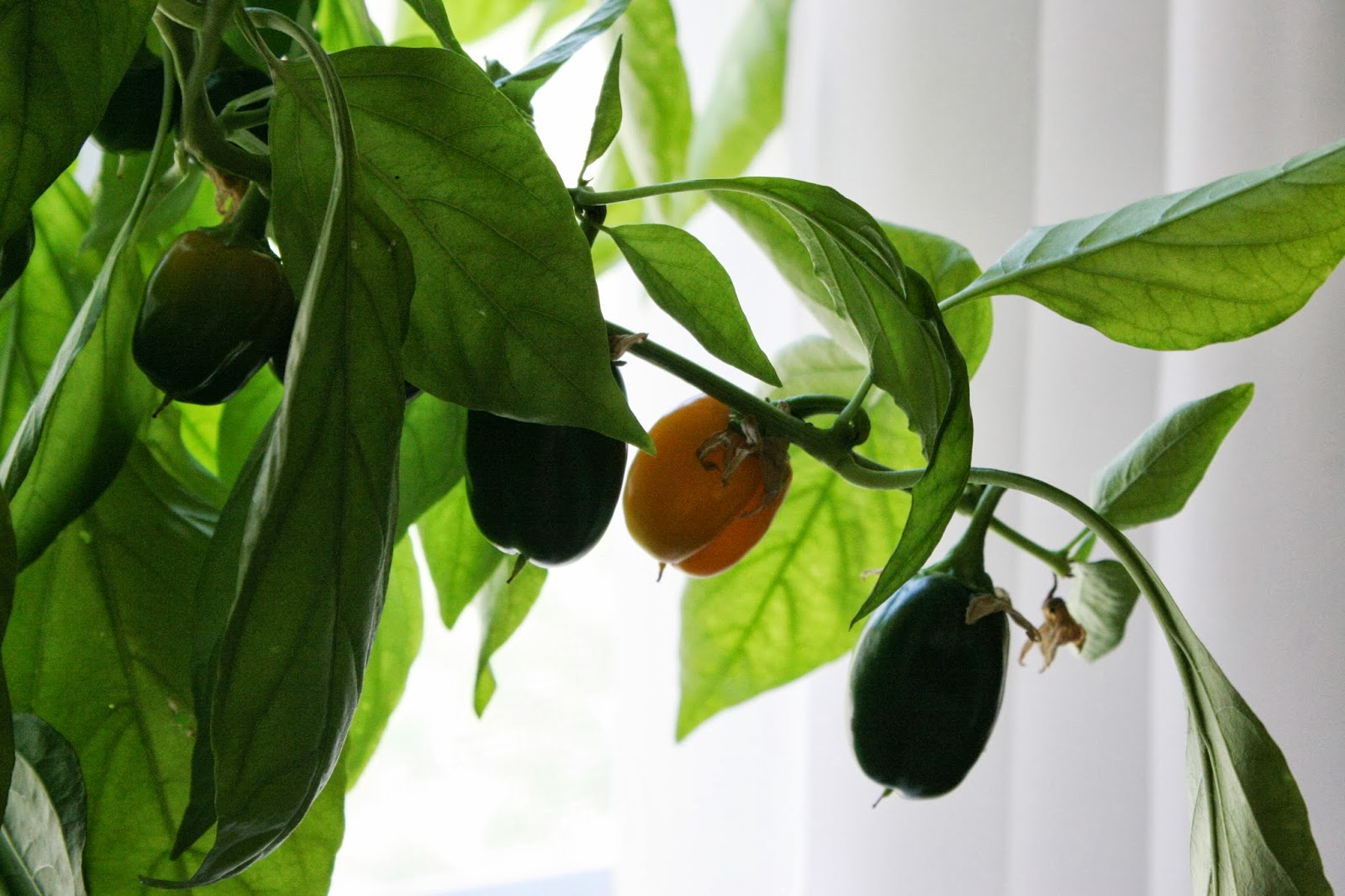 Bonz Blogz Garden Update Day 247