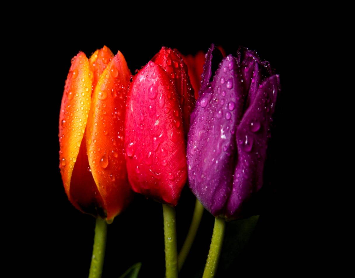 Tulips Flowers Tulips Flowers