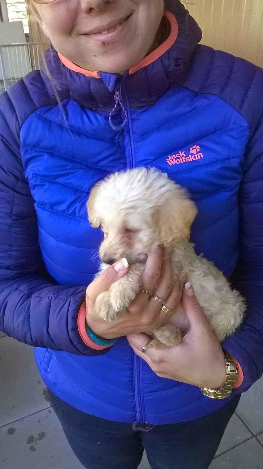 Double Doodle Dogs Of Golden Kennel
