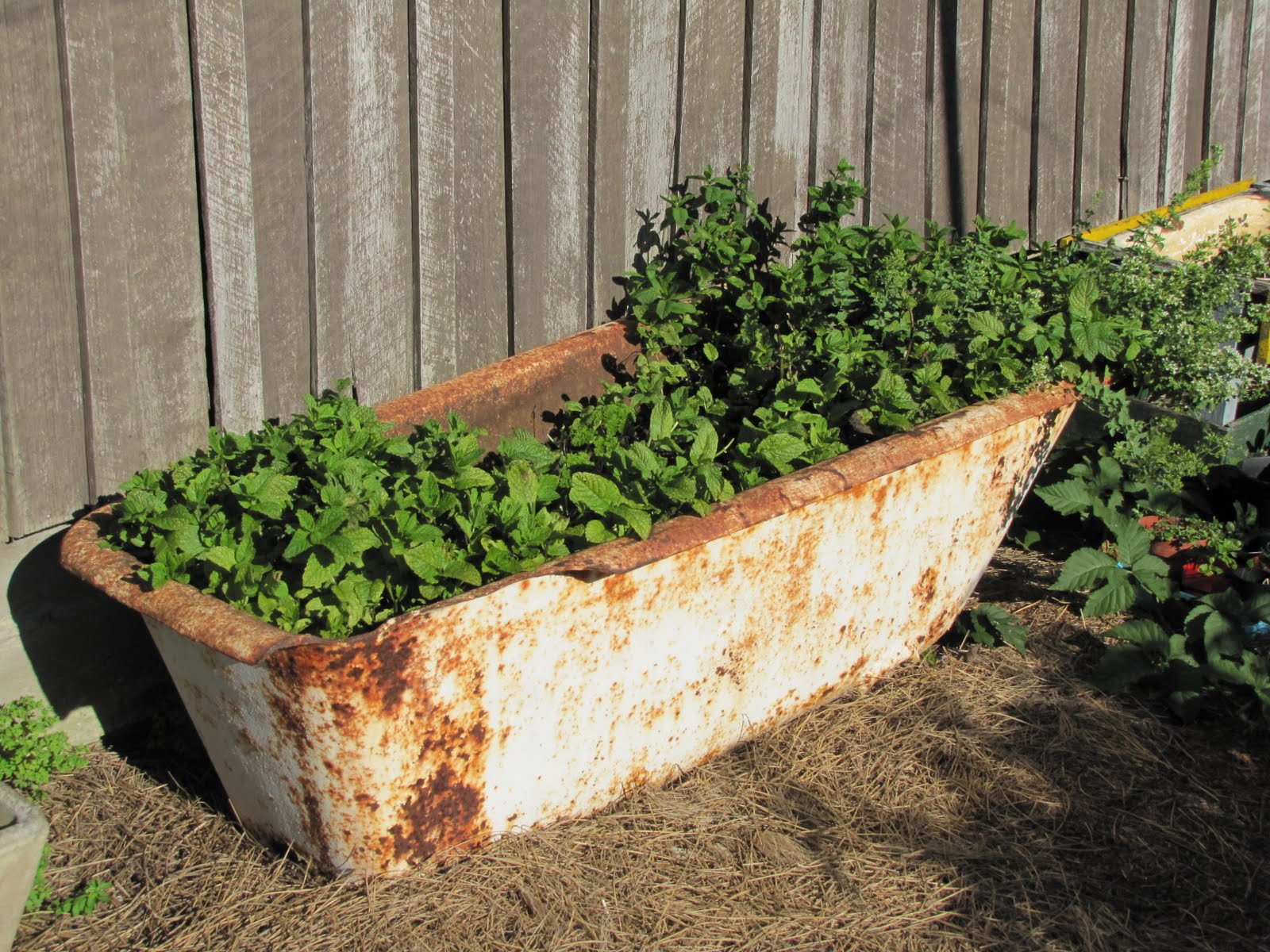 Escape to an Island The Vegetable Garden