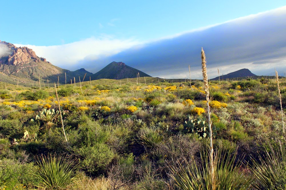Rio Grande Valley Butterflies Big Bend National Park, Pine Canyon, 10