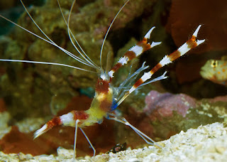 A beautiful Banded Coral Shrimp