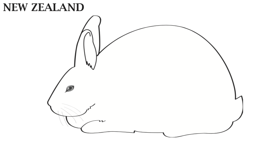 New Zealand Rabbits White, red, black, blue, and broken. New Zealand Rabbits