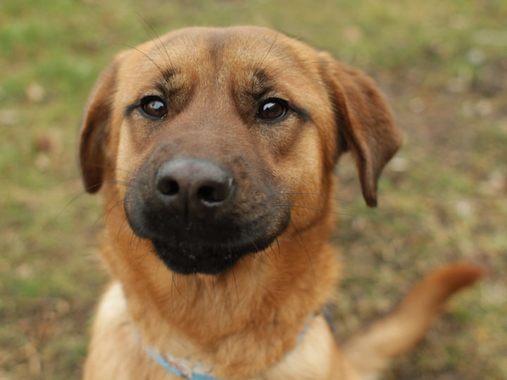 german shepherd collie mix german shepherd collie mix german shepherd collie mix german shepherd collie mix