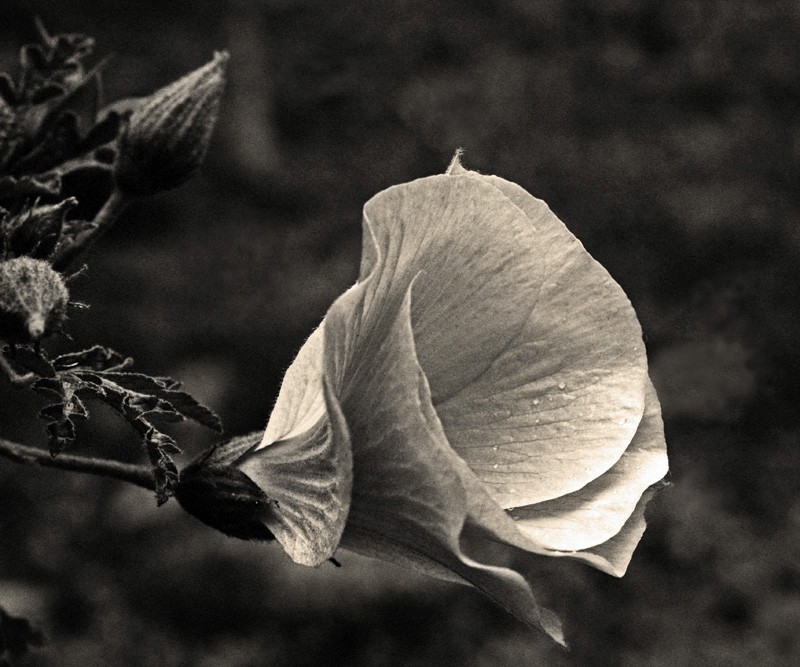 Alyogyne Grande plano de uma flor de Alyogyne e preto e branco