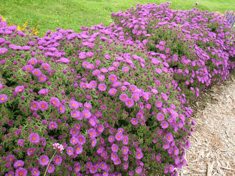 94+ Bellissimo Aiuole Fiorite Perenni Idee