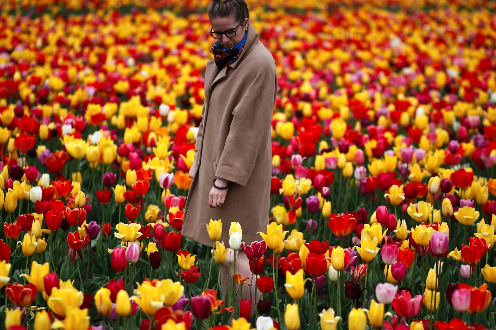 Woodland Tulip Festival it's my darlin'
