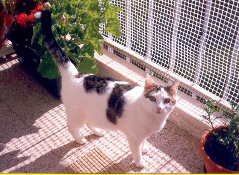 A MINHA GATA "PRINCESA"