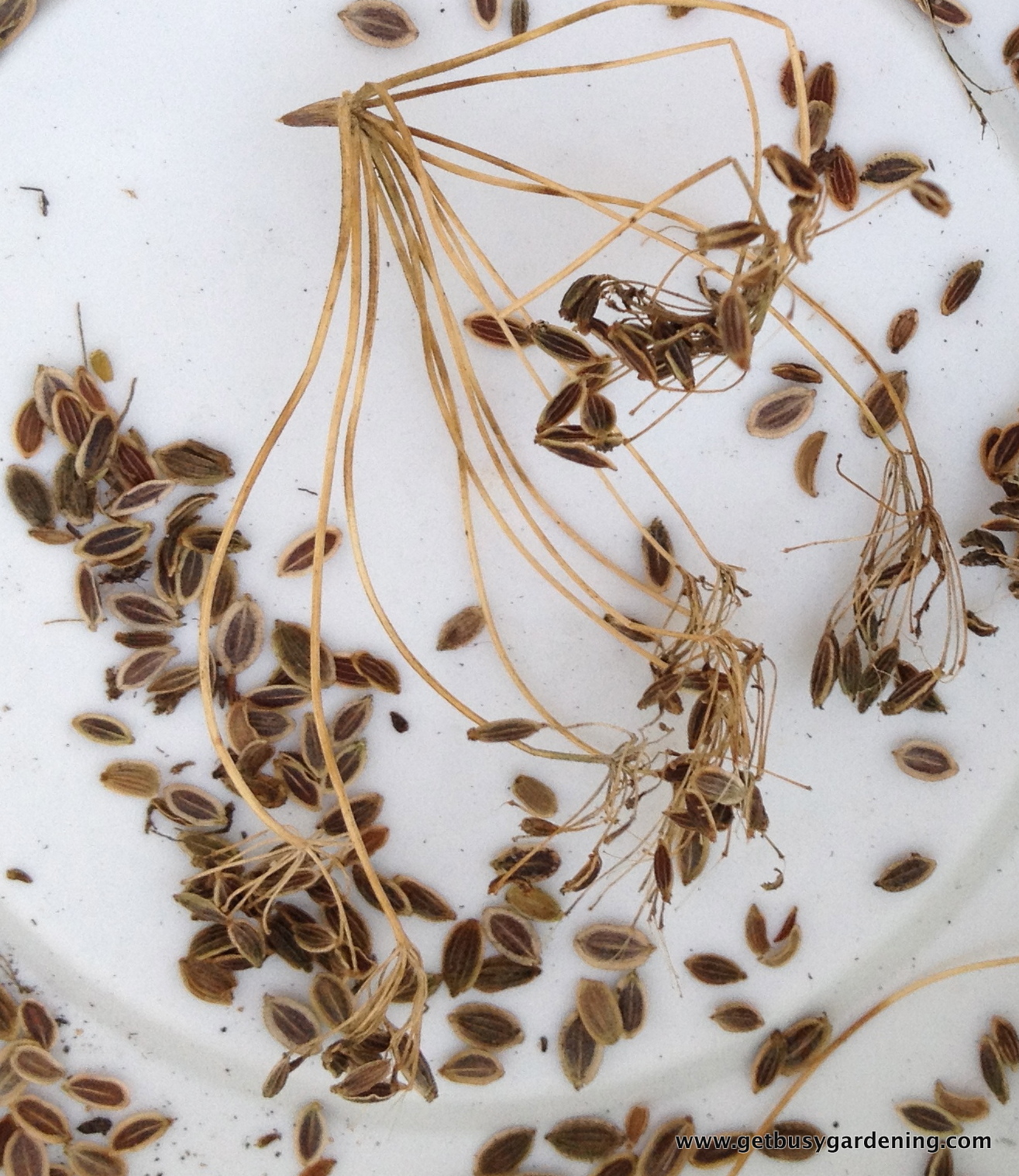 Easy Edibles 5 Collecting Dill Seeds