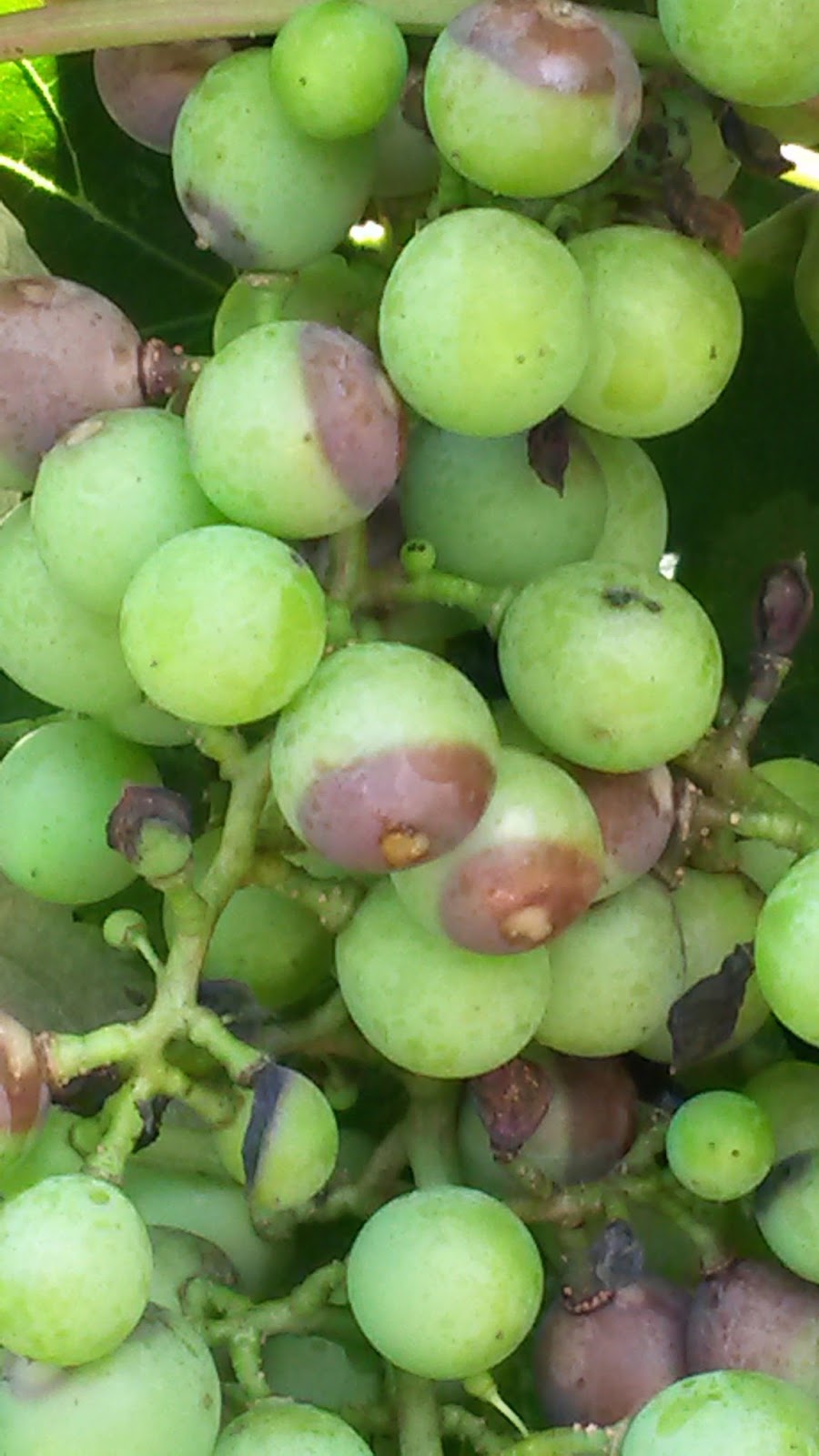 Virginia Grape Disease Updates You start to see black rot now, so