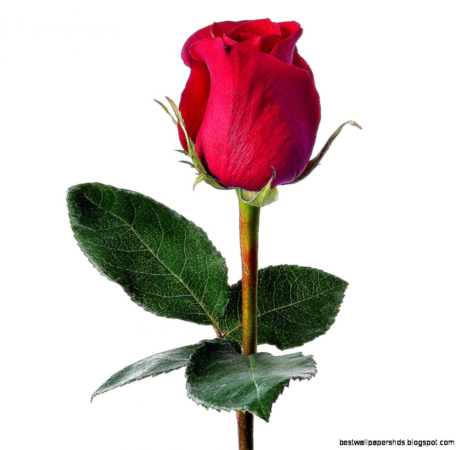 Rose Bud Pictures Rose Bud Pictures