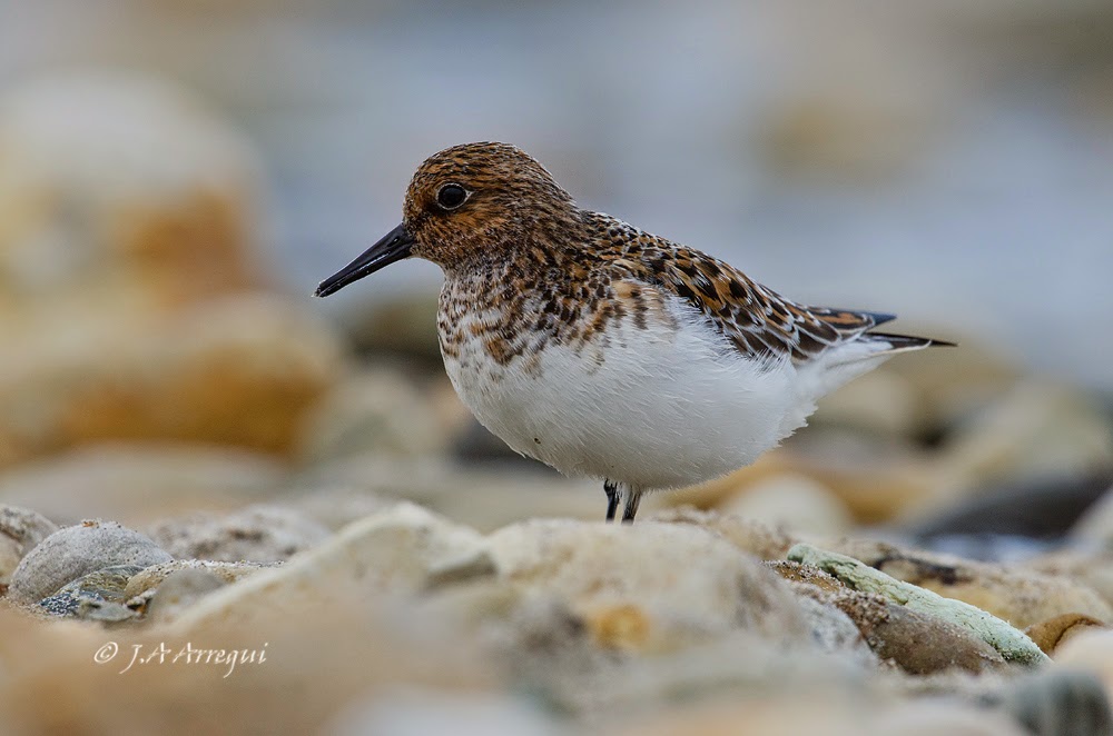 Correlimos tridactilo, Calidris alba, Sanderling Correlimos tridactilo, Calidris alba, Sanderling