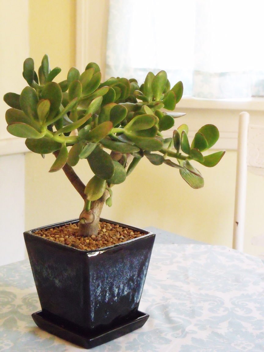 Mod Vintage Life Jade Plant