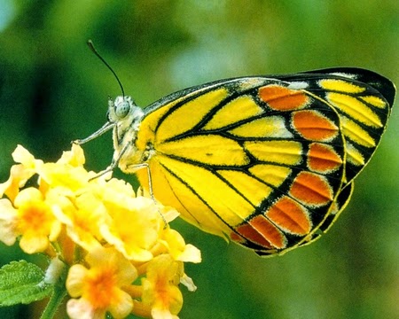 yellow flowers and butterflies are beautiful