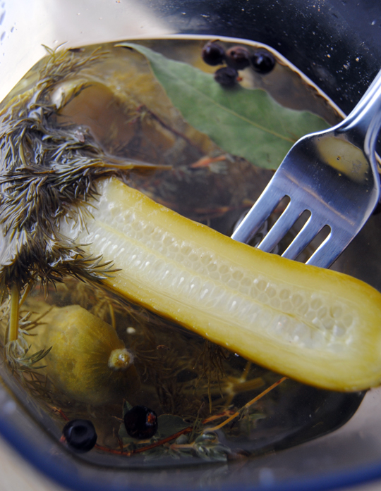 Posted by Shayna Bane