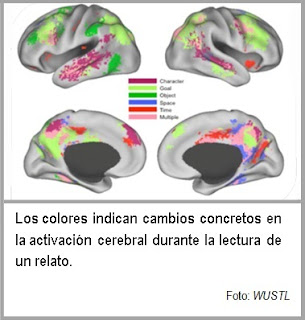 nucleo accumbens, insula