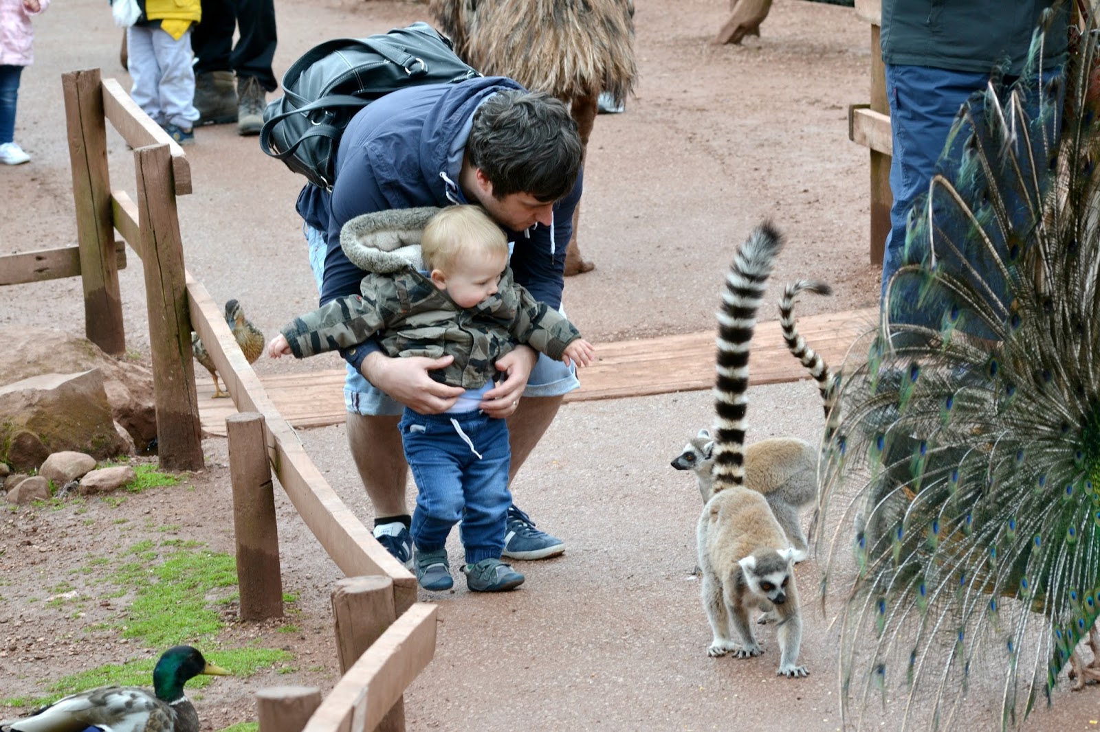 Prices for south lakes wild animal park