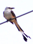 Photograph of Scissor-Tailed Flycatcher by Darla Sue Dollman