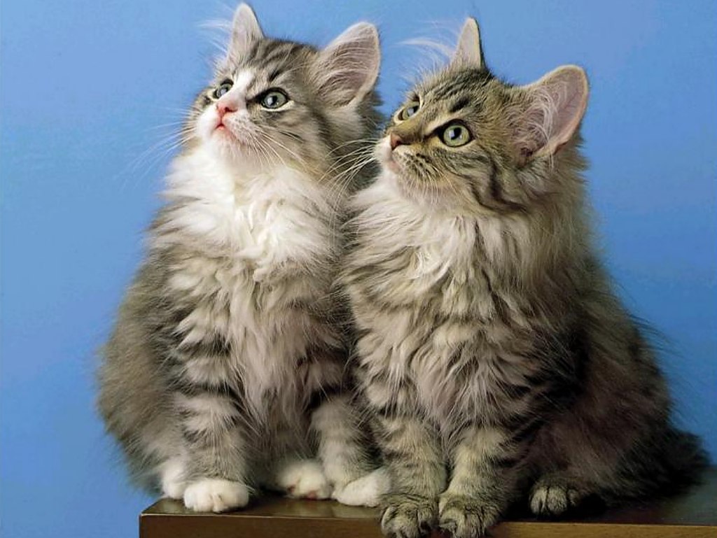 http://3.bp.blogspot.com/-RDt-2Ya0SfI/T3hMrRUKGeI/AAAAAAAAB5g/keGzMgI1_UY/s1600/Two+kitties+wallpaper.jpg