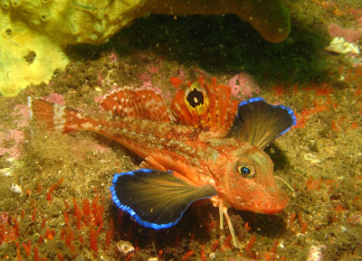 Pez Mariposa de Mar. The Gurnard Roja (Chelidonichthys spinosus)