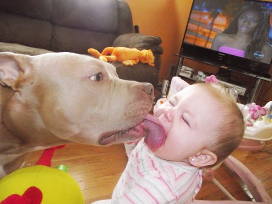 the unbiased pit bull information site