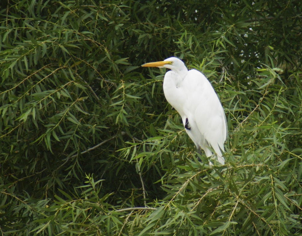 Butler's Birds Red Herring or a Reddish Egret?