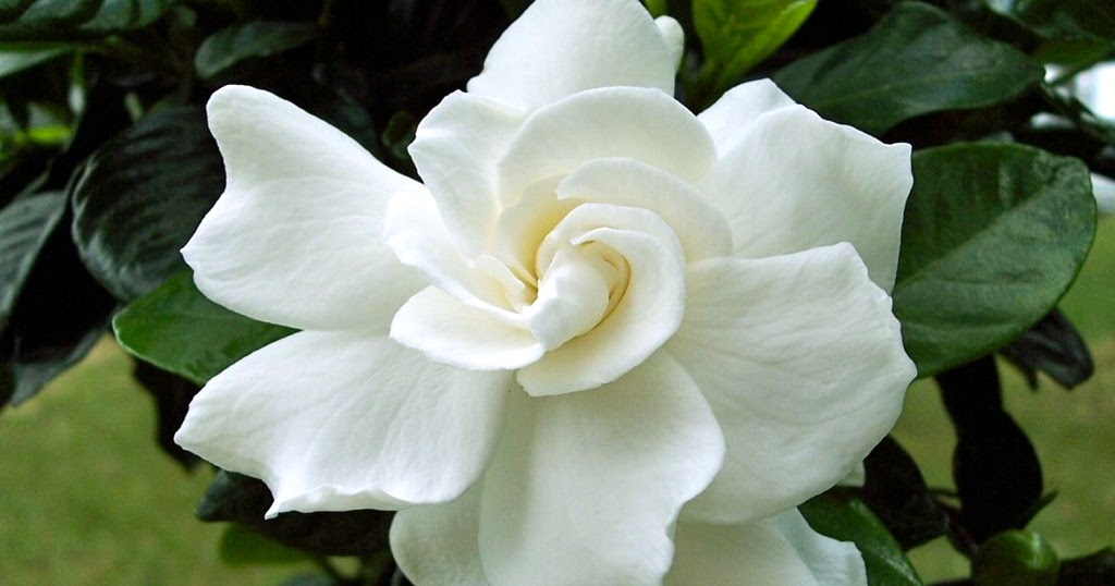 Gardenia Flowers