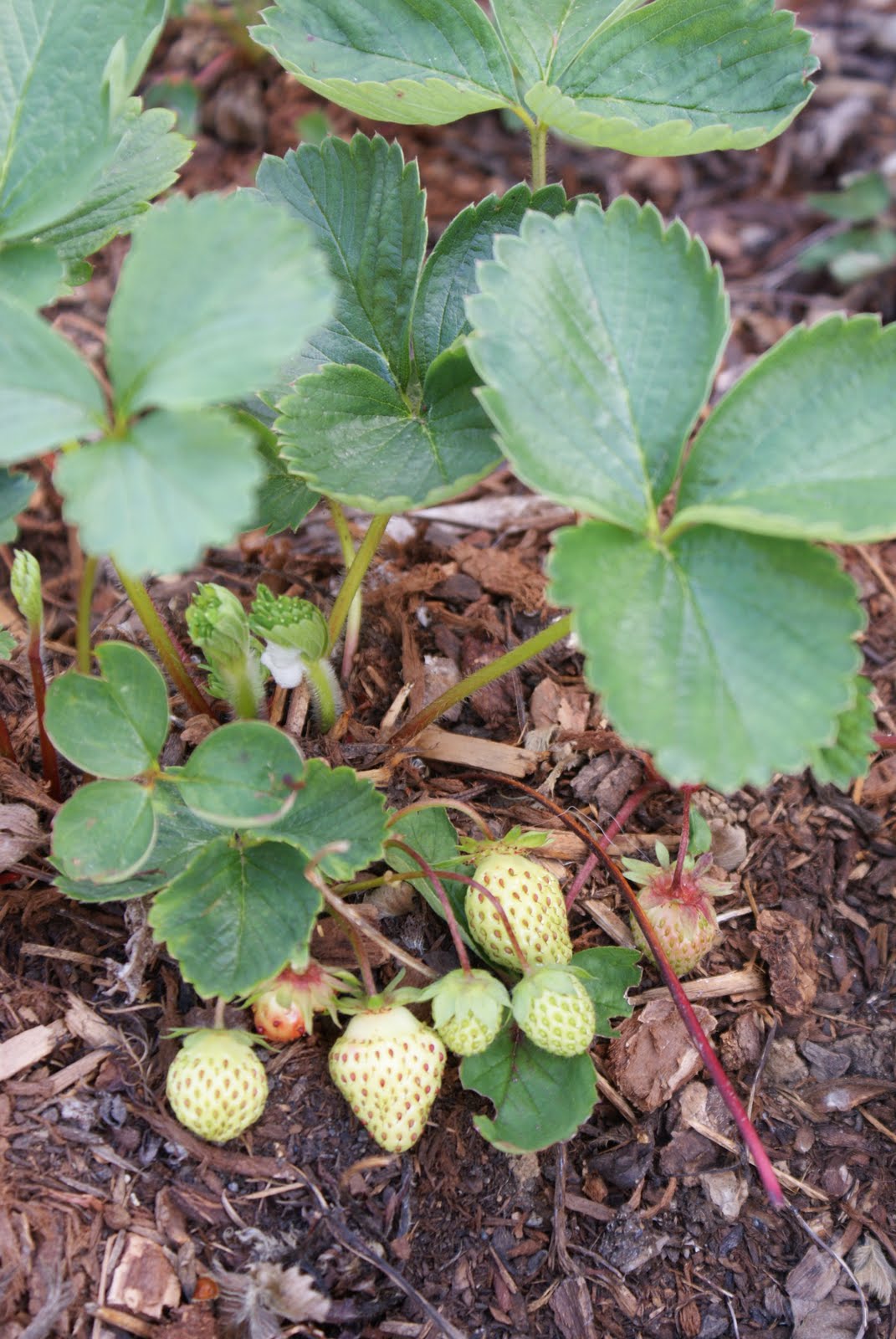 Nourishing Ideas Green Strawberries