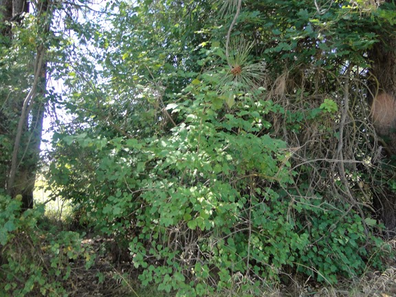 Viburnum Tinus For A Border