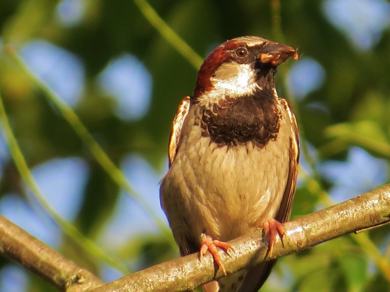The Brownstone Birding Blog: 5 Of The Most Hated Birds In Connecticut
