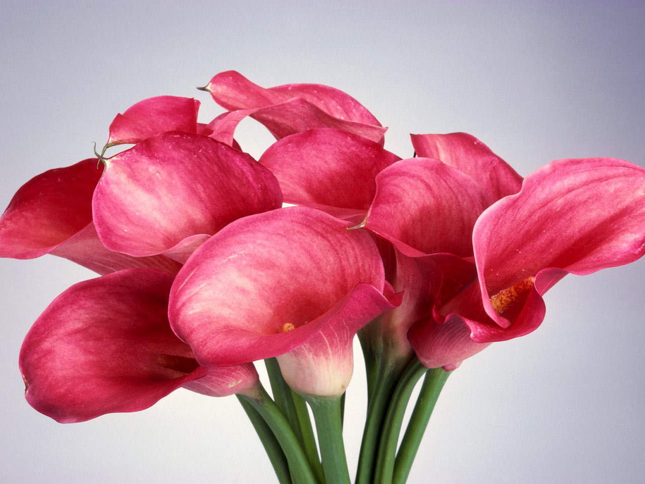 http://3.bp.blogspot.com/-REWG6m9N6rw/TePe9AWDv7I/AAAAAAAAACw/uySbDLOF240/s1600/Pink+Calla+Lilies-flowers-wallpapers.jpg