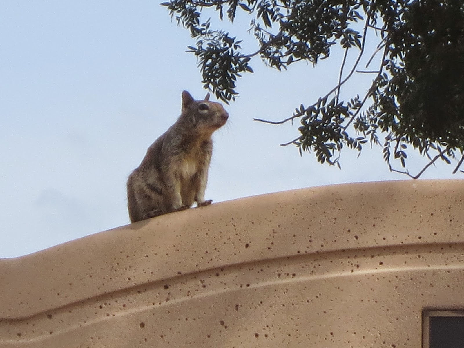 Cyndia RiosMyers On Rabid Squirrels and Lifespans