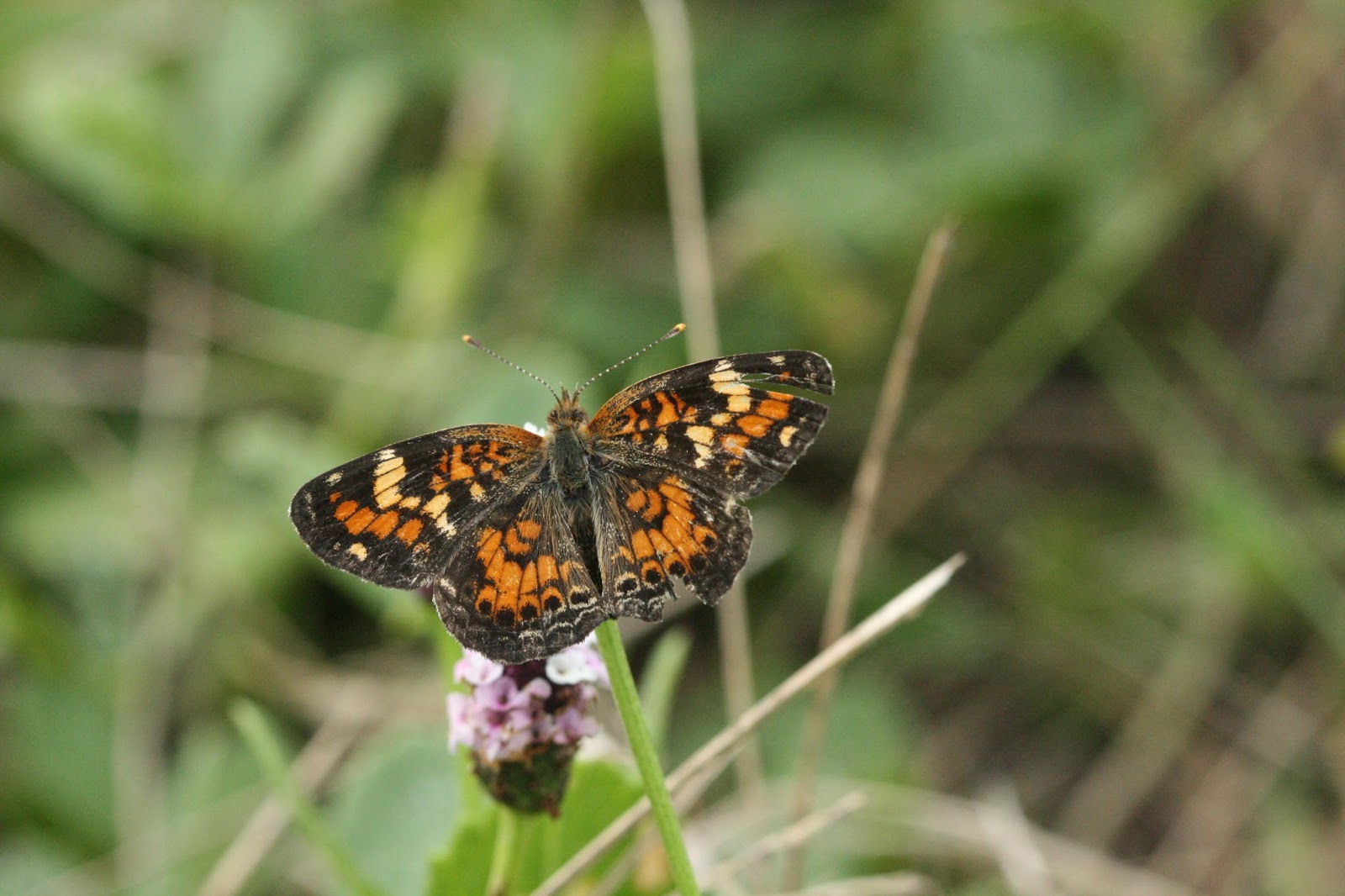 Native Florida Wildflowers Matchweed/Fog Fruit Phyla