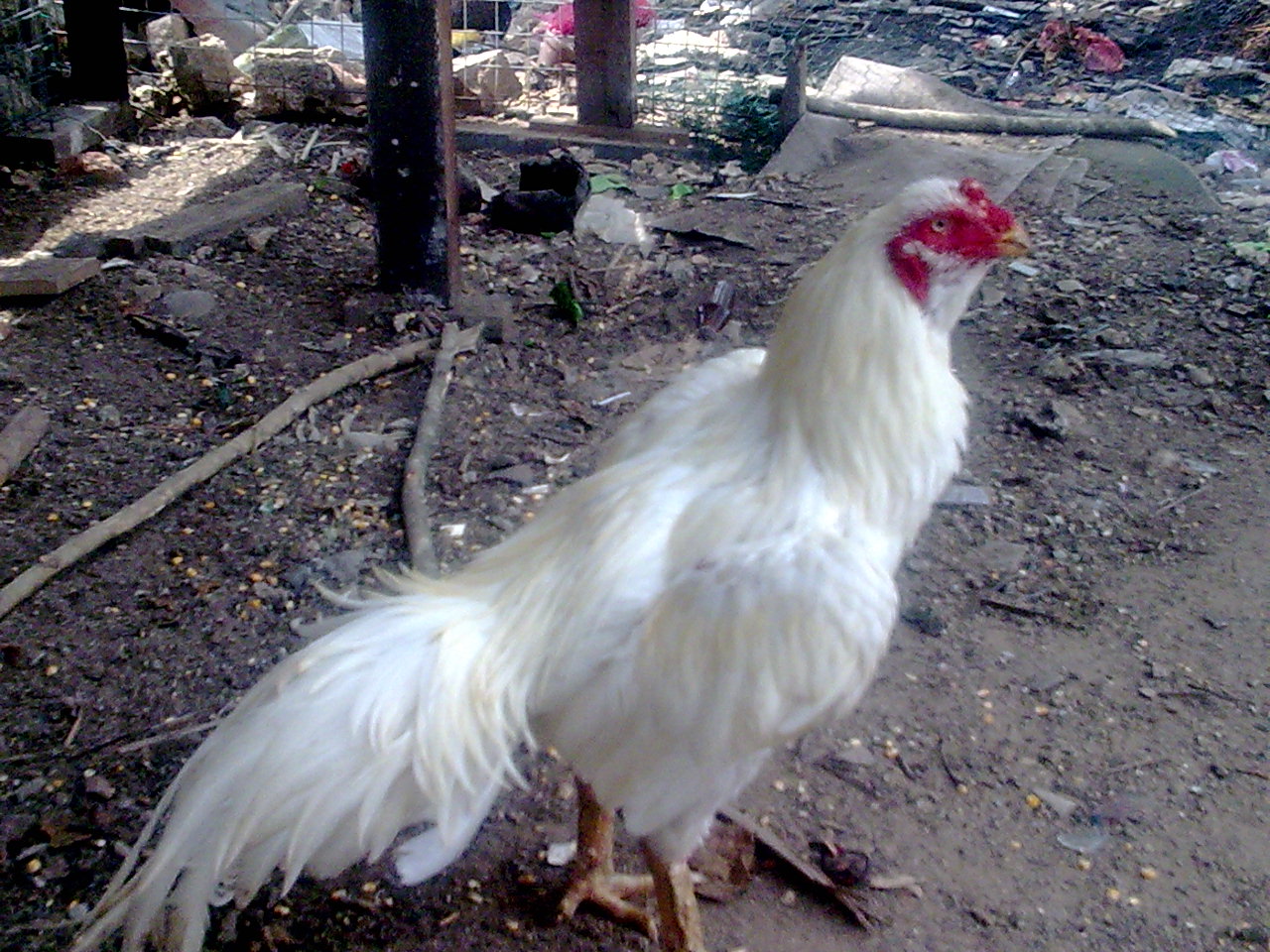 Gambar Ayam Jago Putih Mulus