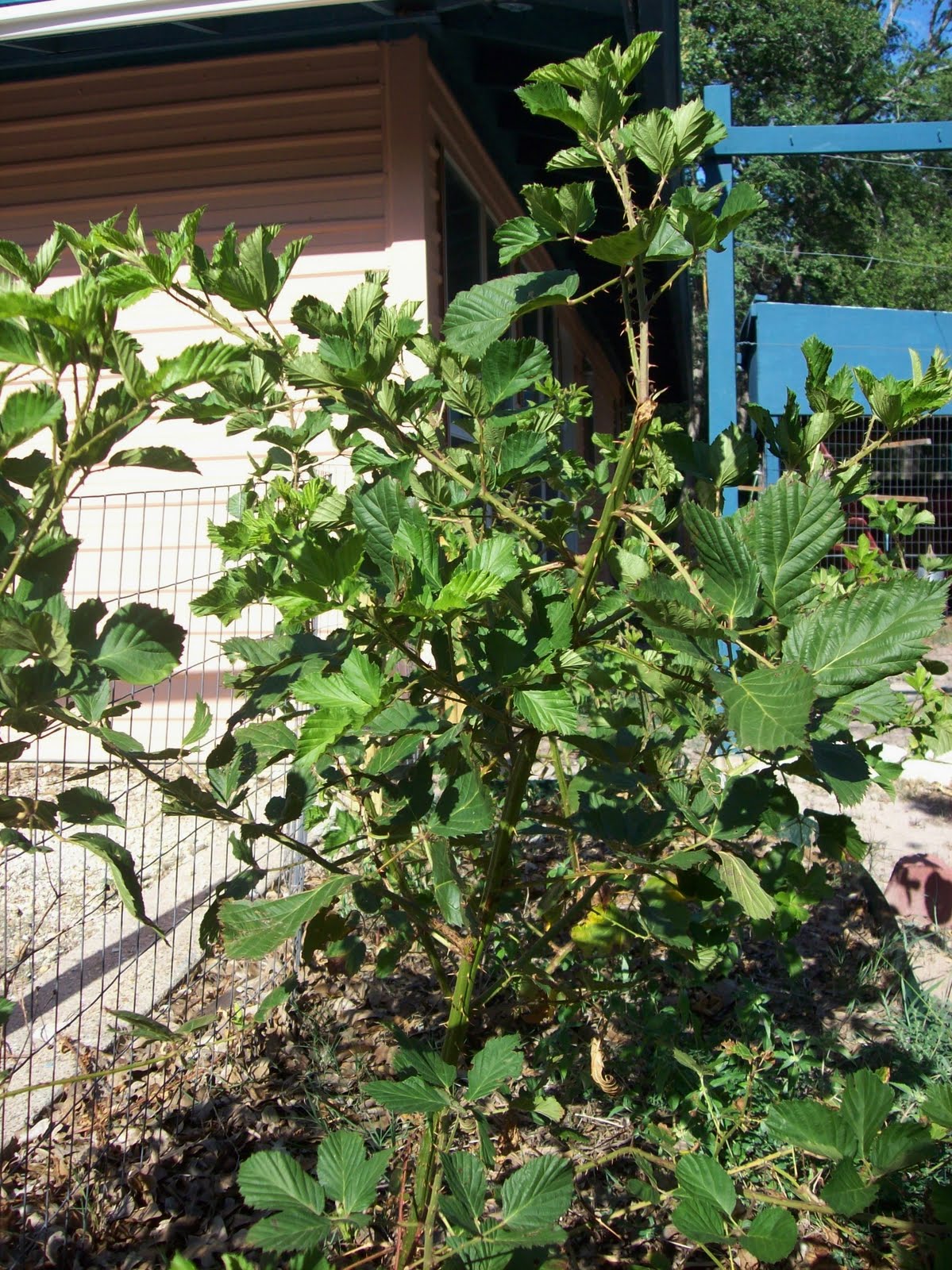 Wild Blackberry Plant